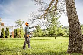 How Our Tree Care Process Works  in  San Marino, CA