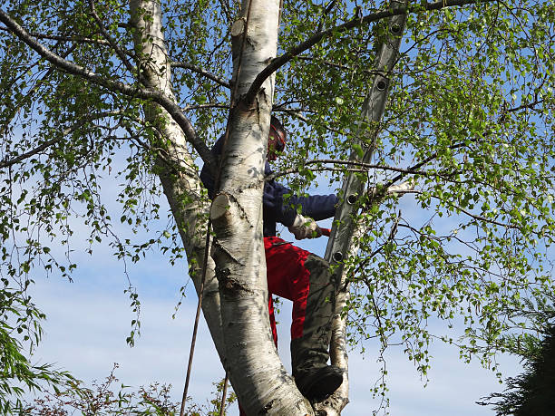 Leaf Removal in San Marino, CA