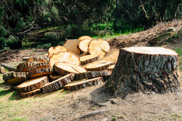 Best Tree Trimming and Pruning  in San Marino, CA